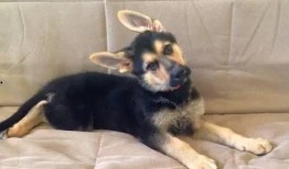 狼狗最新爆料图片表情包,萌态可掬，笑翻网友